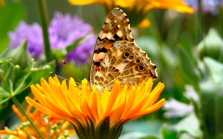 BUTTERFLY - Leaves, Petals, Flower, Wings