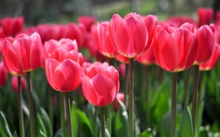 TULIPS - leaves, petals, nature, colors