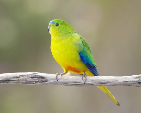 PARAKEET - wings, colors, feathers, perch