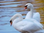 SWANS