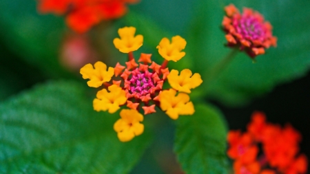 FLOWERS - flowers, leaves, nature, colors