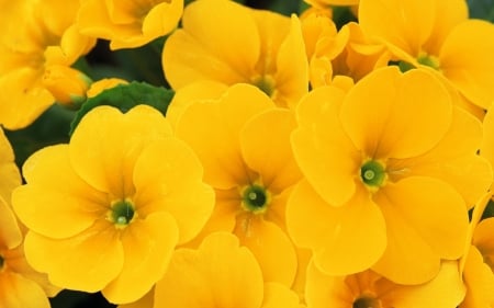 FLOWERS - leaves, yellow, petals, green