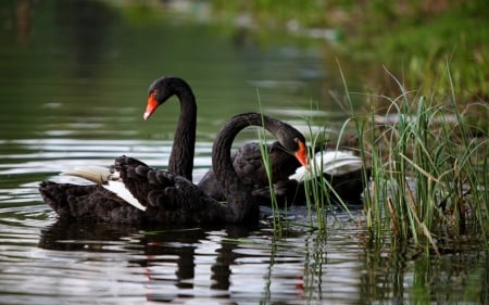 SWANS - wings, water, feathers, waves