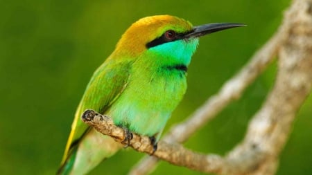 MEROPIDAE - wings, colors, feathers, limbs