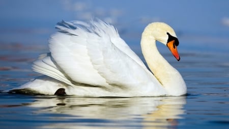 SWAN - wings, water, colors, feathers