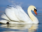 SWAN