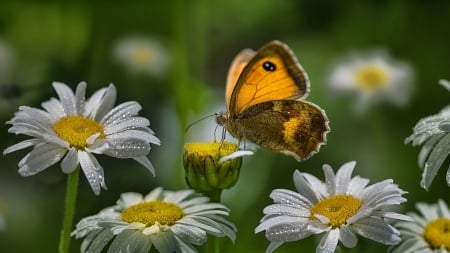 BUTTERFLY - Leaves, Petals, Wings, Daisies