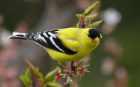 GOLD FINCH - leaves, wings, feathers, branch