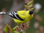 GOLD FINCH