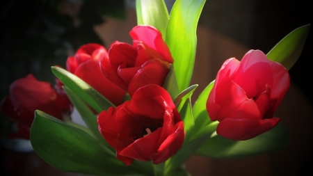 TULIPS - red, leaves, petals, green