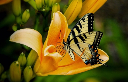 MONARCH - insect, leaves, wings, flower