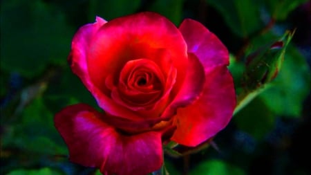 ROSE - leaves, green, petals, red