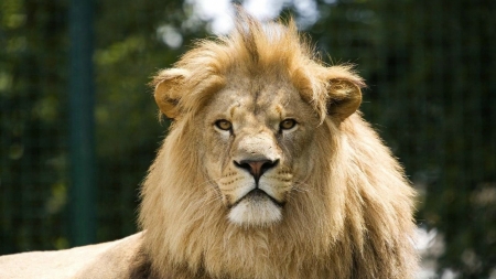 LEO THE LION - cat, mane, big, trees