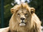 LEO THE LION