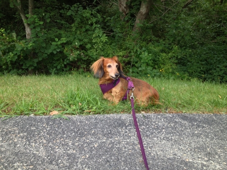 Pearl Girl - cute, dog, mini, dachshund