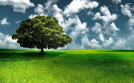 summer tree - summer, feild, cloud, grass, tree, sky