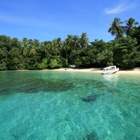 clear ocean by the green forest