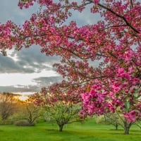 pink blossomed tree at sunset