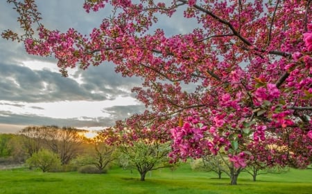 pink blossomed tree at sunset - field, sunset, tree, blossom