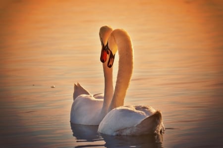 Swan Love! - bird, animal, nature, swan