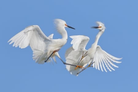 Dancing in the air - wings, feather, white, bird, dance, couple, blue