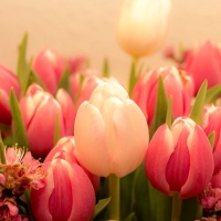 Pretty Tulips