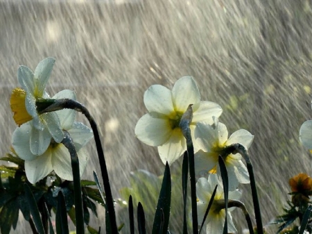 daffodils on rain - flowers, nature, garden, rain, daffodils