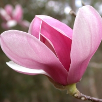 pink Magnolia flower