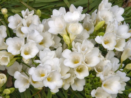 white garden fresias - flowers, white, nature, fresias, garden