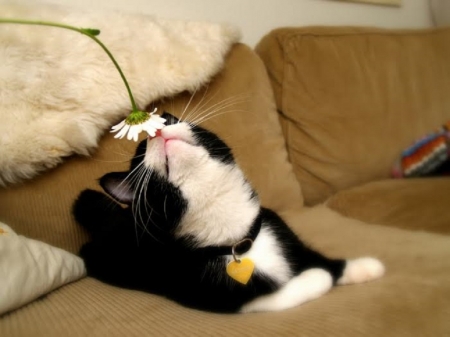 smell the flower