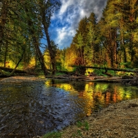 trees fallen in the rocky river