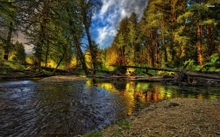 trees fallen in the rocky river