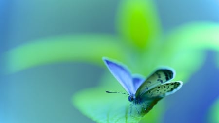 Butterfly - butterfly, leaf, moth, leaves