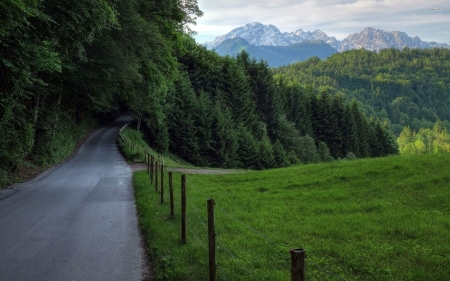 road lost in dense green forest - fence, forest, tree, field, road