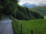 road lost in dense green forest