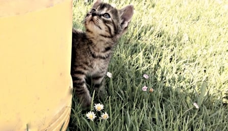 kitten - animal, grass, cat, kitten