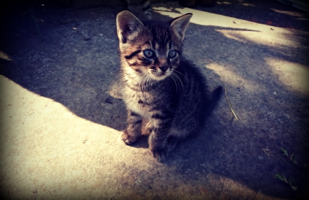 Kitten - cute, animal, kitten, cat