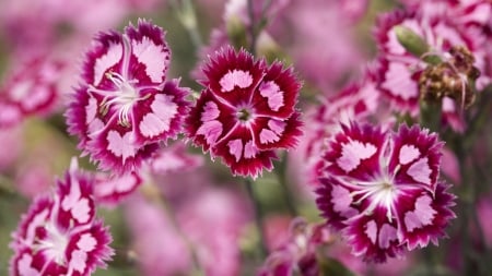 Beautiful Flowers! - nature, flowers, pink, beautiful