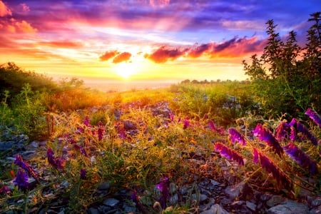 Sunset landscape - amazing, beautiful, landscape, meadow, wildflowers, glow, colorful, sunset, sky