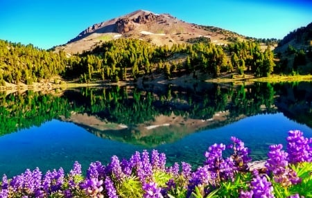 Lake wildflowers - lake, landscape, mountain, trees, water, summer, serenity, reflection, pretty, tranquil, beautiful, island, flowers