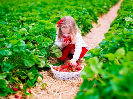 Strawberries - timpul, capsunilor, o, capsunica mica