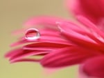 Water drop