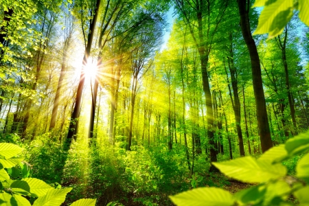 Forest sunlight - sunlight, trees, summer, beautiful, sunshine, morning, forest, glow, rays, plants