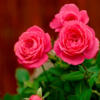 Roses background