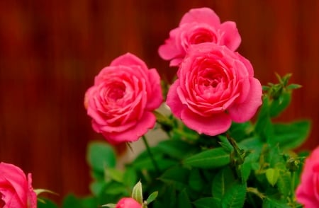 Roses background - pretty, background, roses, petals, beautiful, leaves, flowers