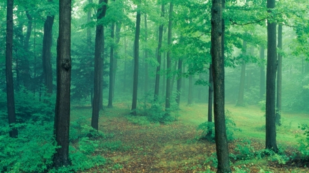 Forest - trees, nature, green, road, forest, woods