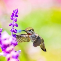 Humming-bird