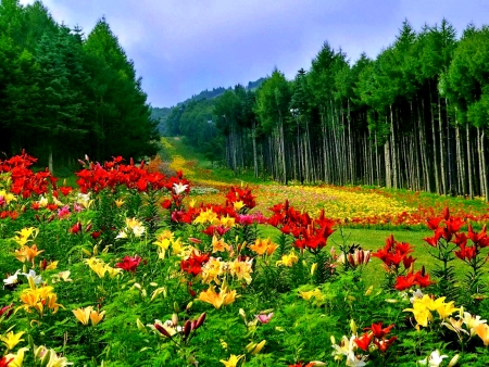 Summer Flowers - nature, summer, field, flowers