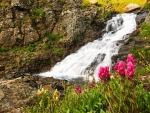 Wildflowers by Waterfall