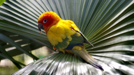 Small Parrot on a Fan Leaf - wildlife, wide screen, animal, bird, parrot, beautiful, photo, avian, photography, colorful